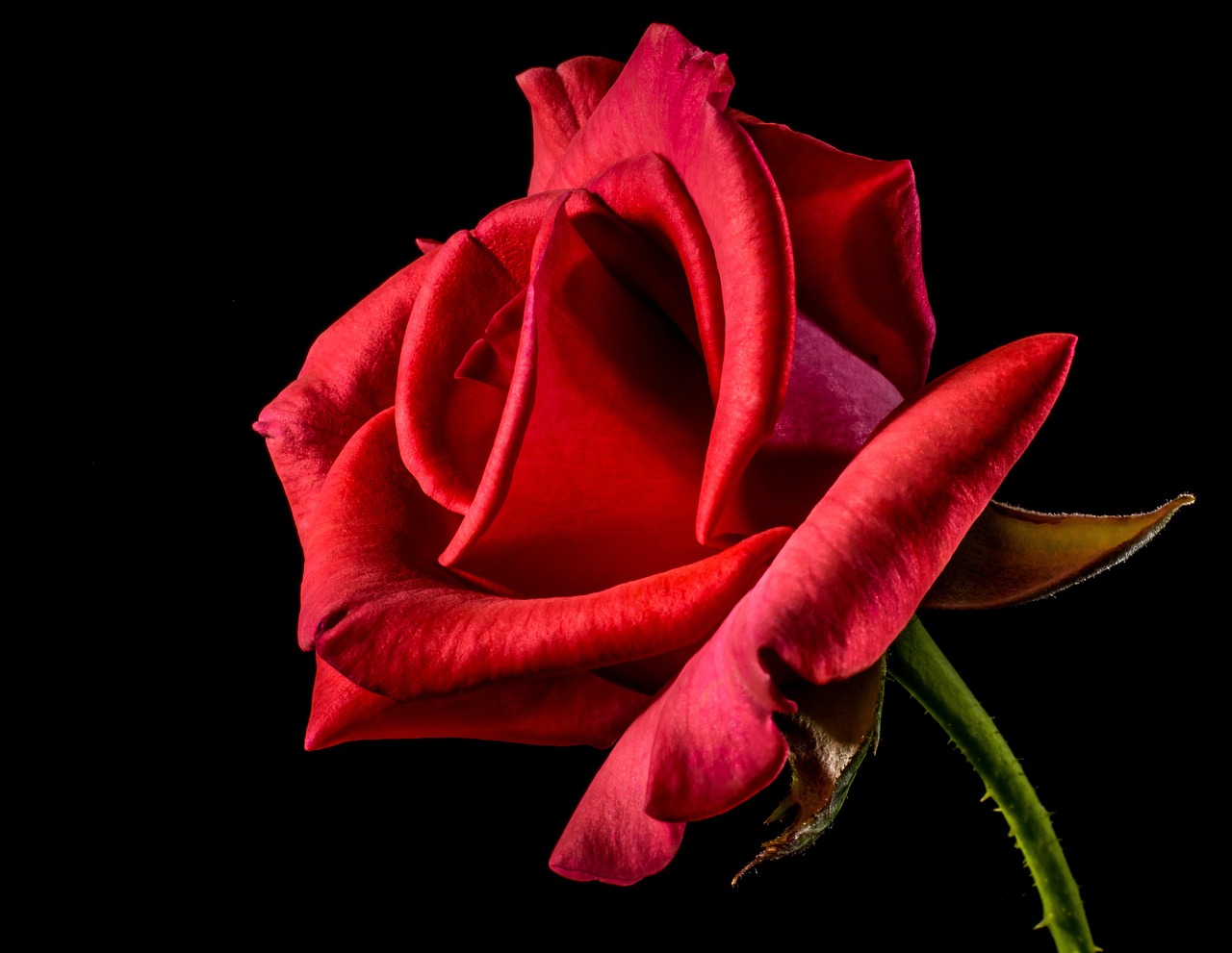 rose, flower, petals, red rose, red flower, flower background, beautiful flowers, bloom, blossom, flowering plant, ornamental plant, plant, flora, nature, flower wallpaper, rose flower, closeup